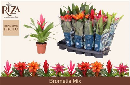 Pl Bromelia Mix