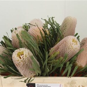 Banksia Hookeriana rezaný kvet
