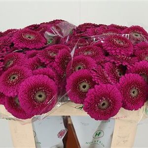 Gerbera Ge Mi Aq Pomp Japio – čerstvý rezaný kvet, dĺžka: 50 cm, pôvod: NL