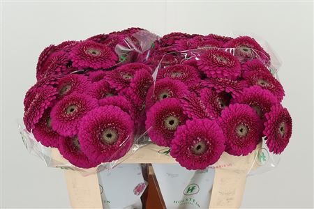 Gerbera Ge Mi Aq Pomp Japio – čerstvý rezaný kvet, dĺžka: 50 cm, pôvod: NL