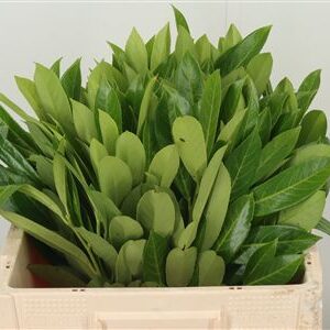 Bobkový list Dec Prunus Green – čerstvá zeleň, dĺžka: 53 cm