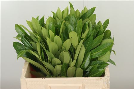 Bobkový list Dec Prunus Green – čerstvá zeleň, dĺžka: 53 cm
