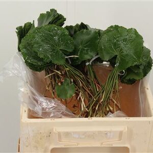 Gypsomilka Galax s drobnými bielymi kvietkami