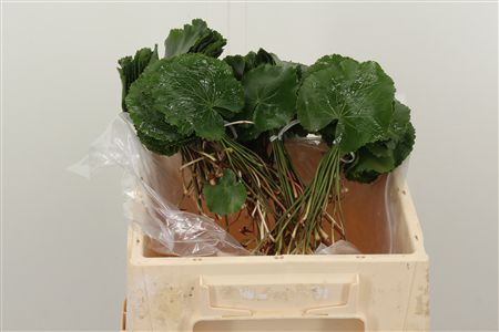 Gypsomilka Galax s drobnými bielymi kvietkami