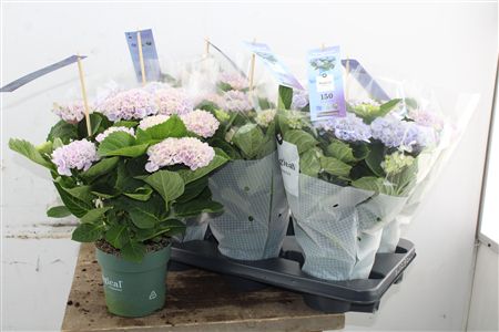 Pl Hydrangea Magical Revolution Blue 5+