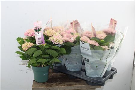 Pl Hydrangea Magical Revolution Pink 5+