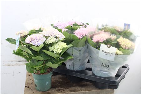 Pl Hydrangea Magical Revolution Mix 5+