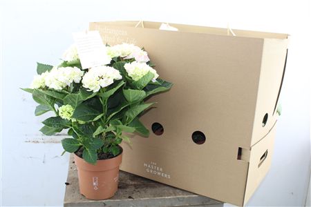 Pl Hydrangea Hi Diamond Roze 5+