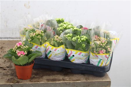 Pl Kalanchoe Double Mix