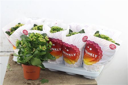 Pl Kalanchoe Double Purple Premium