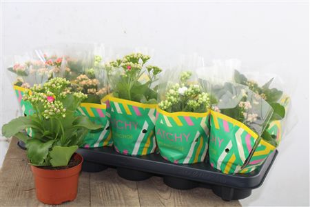 Pl Kalanchoe Double Mix Catchy