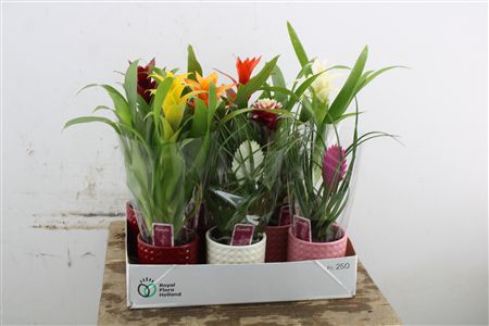 Pl Bromelia Mix Ruitkeramiek