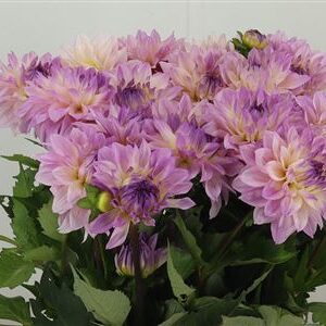 Dalia Sweet Tiamo – čerstvý rezaný kvet, dĺžka: 50 cm, pôvod: NL