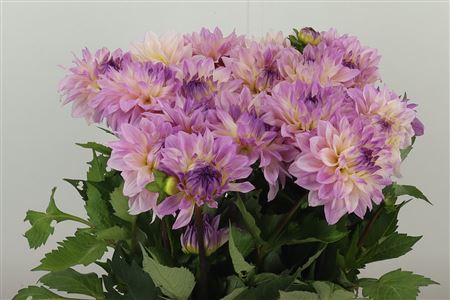 Dalia Sweet Tiamo – čerstvý rezaný kvet, dĺžka: 50 cm, pôvod: NL