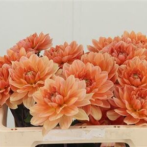 Dalia Yvonne Geerling – čerstvý rezaný kvet, dĺžka: 50 cm, pôvod: NL