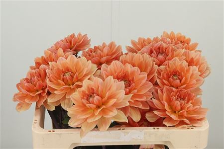 Dalia Yvonne Geerling – čerstvý rezaný kvet, dĺžka: 50 cm, pôvod: NL