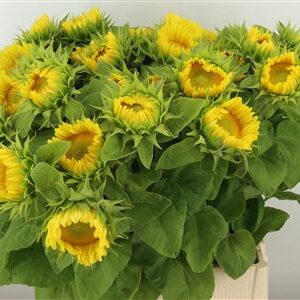 Bio Helianthus Procut White Nite – čerstvý rezaný kvet, dĺžka: 70 cm, pôvod: NL