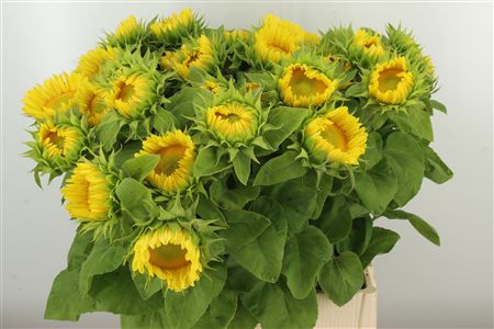 Bio Helianthus Procut White Nite – čerstvý rezaný kvet, dĺžka: 70 cm, pôvod: NL