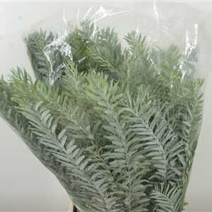 Dec Acacia Luna D' Argento – čerstvý rezaný kvet, dĺžka: 60 cm, pôvod: IT