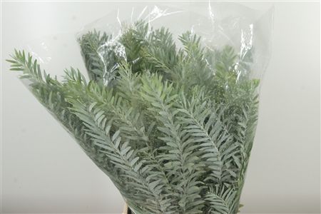 Dec Acacia Luna D' Argento – čerstvý rezaný kvet, dĺžka: 60 cm, pôvod: IT