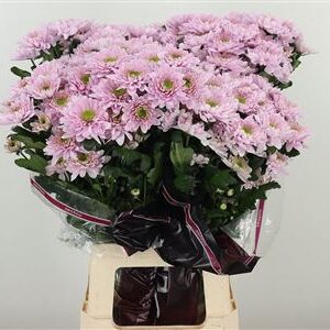 Chryzantéma Commander Pink sýtoružovej farby