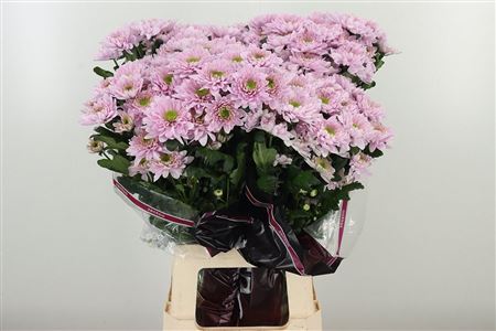 Chr T Commander Pink – čerstvý rezaný kvet, dĺžka: 70 cm, pôvod: NL