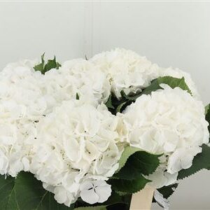Hydr M Verena White – čerstvý rezaný kvet, dĺžka: 60 cm, pôvod: NL