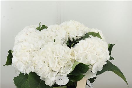 Hydr M Verena White – čerstvý rezaný kvet, dĺžka: 60 cm, pôvod: NL