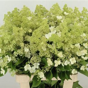 Hortenzia Kyushu - čerstvý rezaný kvet, dĺžka: 40 cm, pôvod: NL