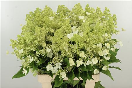 Hortenzia Kyushu - čerstvý rezaný kvet, dĺžka: 40 cm, pôvod: NL