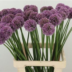 Allium Krystyna – čerstvý rezaný kvet, dĺžka: 70 cm, pôvod: NL
