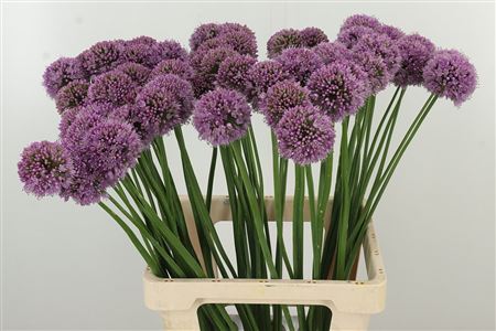 Allium Krystyna – čerstvý rezaný kvet, dĺžka: 70 cm, pôvod: NL