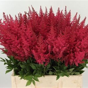Astilbe Else Schluc Cerise – čerstvý ružový rezaný kvet, dĺžka 65 cm