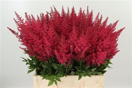Astilbe Else Schluc Cerise – čerstvý ružový rezaný kvet, dĺžka 65 cm