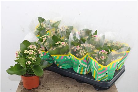 Pl Kalanchoe Double Purple Catchy