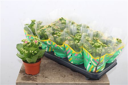 Pl Kalanchoe Double Pink Catchy