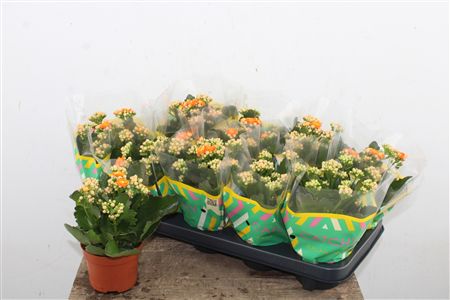 Pl Kalanchoe Double Orange Catchy