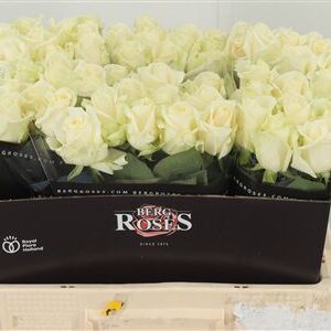 R Gr Avalanche – čerstvý rezaný kvet, dĺžka: 55 cm, pôvod: NL