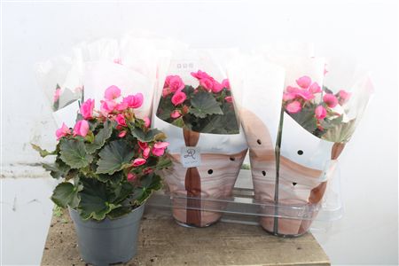 Pl Begonia Adonia P14 Dolc'amore® Flair