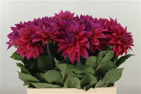 Dalia Yvonne Geerling – čerstvý rezaný kvet, dĺžka: 50 cm, pôvod: NL