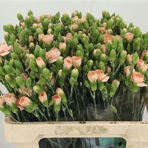 Karafiát Di Tr Hamada 60 cm