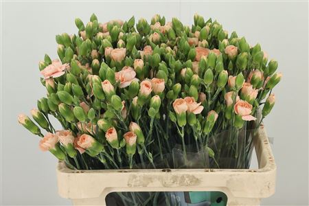 Karafiát Di Tr Hamada 60 cm