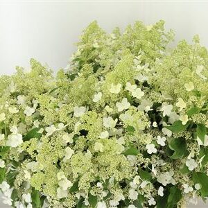 Hydr Pa Kyushu – čerstvý rezaný kvet, dĺžka: 80 cm, pôvod: NL