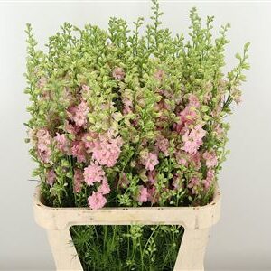 Ružový Delphinium Rids Pink rezaný kvet