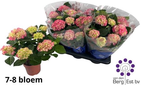 Pl Hydrangea Hi Ocean Pink 7+