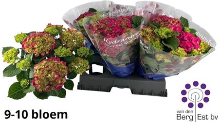 Pl Hydrangea Hi Fire Red 7+