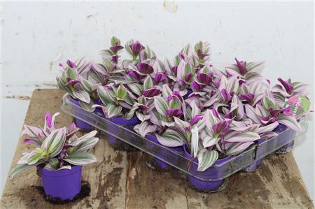 Pl Tradescantia Nanouk