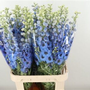 Delph El Dewi Blue Smile – čerstvý rezaný kvet, dĺžka: 95 cm, pôvod: NL