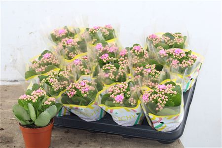 Pl Kalanchoe Double Pink