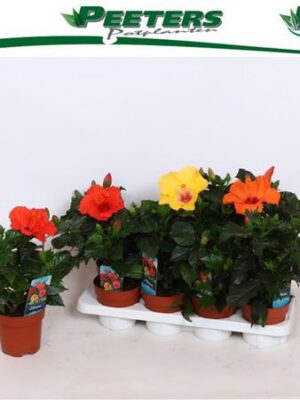 Pl Hibiscus Sunny Mix